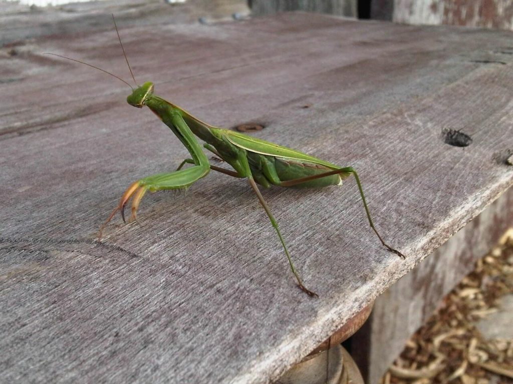 Gafanhoto em cima de uma mesa